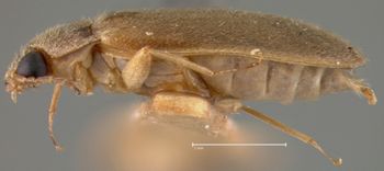 Media type: image;   Entomology 21786 Aspect: habitus lateral view